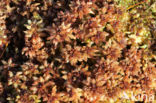 Papillose Bog-moss (Sphagnum papillosum)