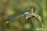 Maanwaterjuffer (Coenagrion lunulatum)