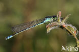 Irish Damselfly (Coenagrion lunulatum)