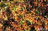 Blunt-leaved Bog-moss (Sphagnum palustre)