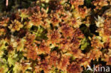 Blunt-leaved Bog-moss (Sphagnum palustre)