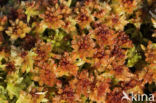 Blunt-leaved Bog-moss (Sphagnum palustre)