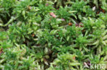 Blunt-leaved Bog-moss (Sphagnum palustre)