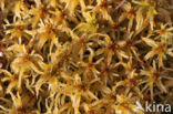 Fraai veenmos (Sphagnum fallax)