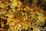 Flat-topped Bog-moss (Sphagnum fallax)