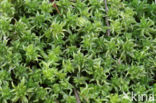 Geoord veenmos (Sphagnum denticulatum)