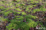 Gewimperd veenmos (Sphagnum fimbriatum)