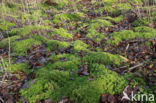 Fringed Bog-moss (Sphagnum fimbriatum)