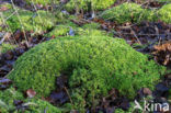 Gewimperd veenmos (Sphagnum fimbriatum)