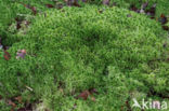 Gewimperd veenmos (Sphagnum fimbriatum)