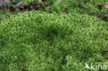 Fringed Bog-moss (Sphagnum fimbriatum)