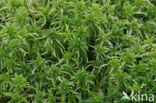 Gewimperd veenmos (Sphagnum fimbriatum)