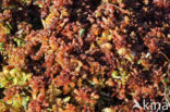hoogveen veenmos (sphagnum magellanicum)
