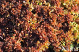 sphagnum magellanicum