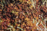hoogveen veenmos (sphagnum magellanicum)