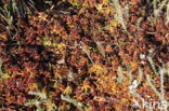 sphagnum magellanicum