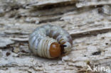 Klein vliegend hert (Dorcus parallelipipedus)