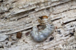 Klein vliegend hert (Dorcus parallelipipedus)