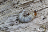 Small Stag Beetle (Dorcus parallelipipedus)