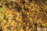 Flat-topped Bog-moss (Sphagnum fallax)