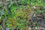 sphagnum compactum