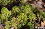 Spiky Bog-moss (Sphagnum squarrosum)