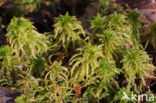 Haakveenmos (Sphagnum squarrosum)