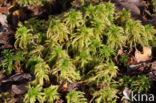 Spiky Bog-moss (Sphagnum squarrosum)