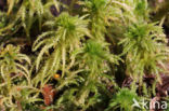 Haakveenmos (Sphagnum squarrosum)