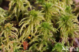 Haakveenmos (Sphagnum squarrosum)