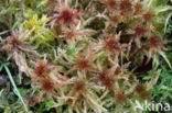 Glanzend veenmos (Sphagnum subnitens)