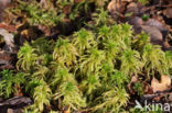 Haakveenmos (Sphagnum squarrosum)