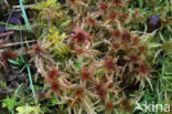 Glanzend veenmos (Sphagnum subnitens)