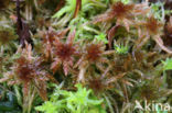 Lustrous Bog-moss (Sphagnum subnitens)