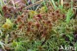 Glanzend veenmos (Sphagnum subnitens)