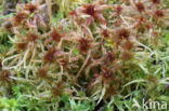 Glanzend veenmos (Sphagnum subnitens)