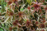 Glanzend veenmos (Sphagnum subnitens)