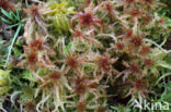 Glanzend veenmos (Sphagnum subnitens)