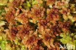 Papillose Bog-moss (Sphagnum papillosum)