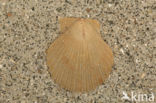 Wijde mantel (Aequipecten opercularis)
