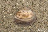 Halfgeknotte strandschelp (Spisula subtruncata)
