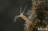 Hydra vulgaris