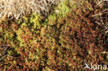 Papillose Bog-moss (Sphagnum papillosum)