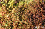 Papillose Bog-moss (Sphagnum papillosum)