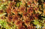 Papillose Bog-moss (Sphagnum papillosum)