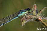 Irish Damselfly (Coenagrion lunulatum)