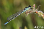 Irish Damselfly (Coenagrion lunulatum)