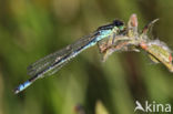 Irish Damselfly (Coenagrion lunulatum)