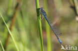 Maanwaterjuffer (Coenagrion lunulatum)