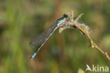 Maanwaterjuffer (Coenagrion lunulatum)